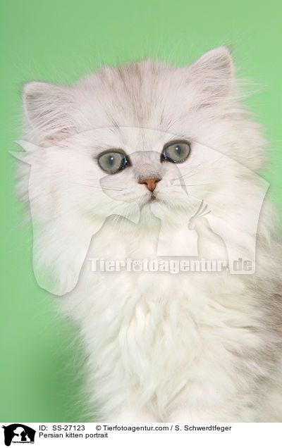 Persian kitten portrait / SS-27123
