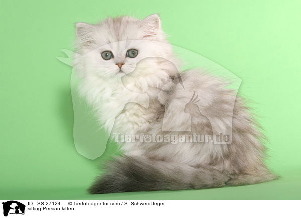 sitzendes Perser Ktzchen / sitting Persian kitten / SS-27124