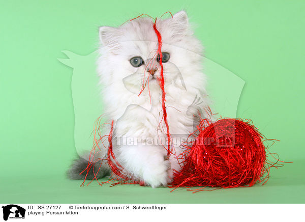 spielendes Perser Ktzchen / playing Persian kitten / SS-27127