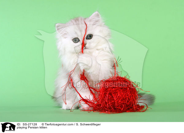 spielendes Perser Ktzchen / playing Persian kitten / SS-27128