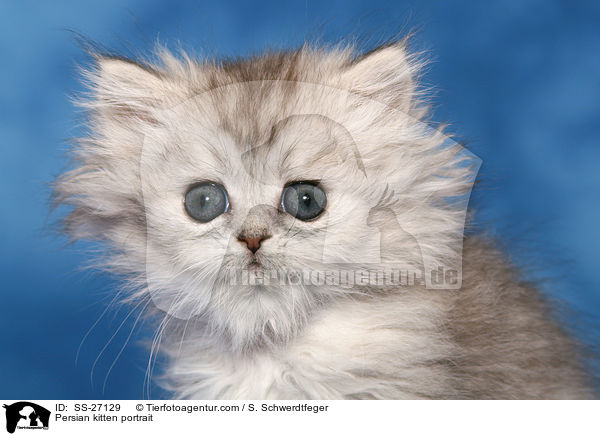 Perser Ktzchen Portrait / Persian kitten portrait / SS-27129