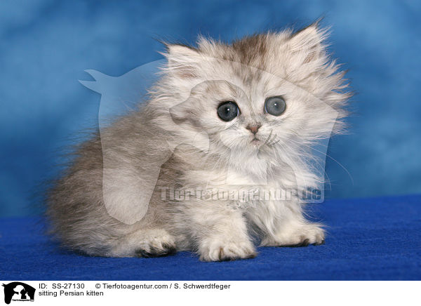 sitting Persian kitten / SS-27130