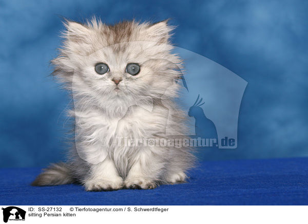 sitting Persian kitten / SS-27132