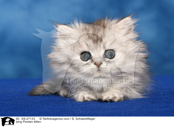 liegendes Perser Ktzchen / lying Persian kitten / SS-27133