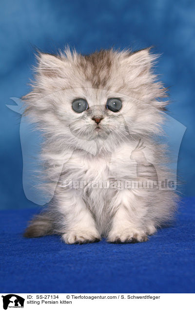 sitzendes Perser Ktzchen / sitting Persian kitten / SS-27134