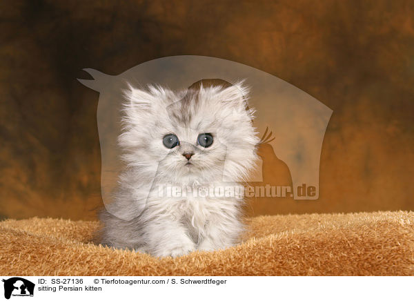 sitzendes Perser Ktzchen / sitting Persian kitten / SS-27136