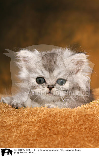 liegendes Perser Ktzchen / lying Persian kitten / SS-27139