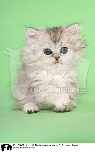 sitzendes Perser Ktzchen / sitting Persian kitten / SS-27141