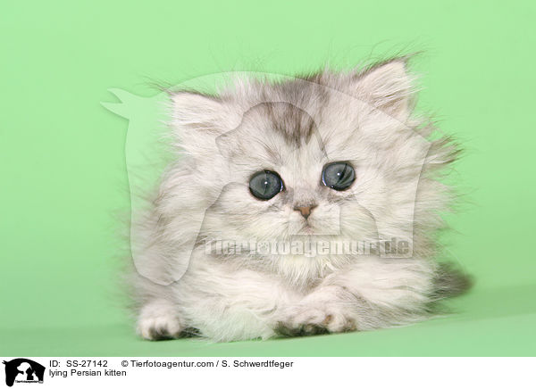 lying Persian kitten / SS-27142