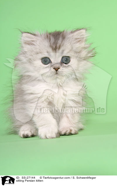 sitzendes Perser Ktzchen / sitting Persian kitten / SS-27144