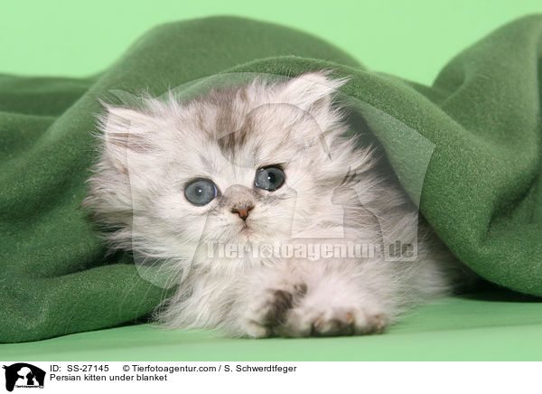Perser Ktzchen unter Decke / Persian kitten under blanket / SS-27145