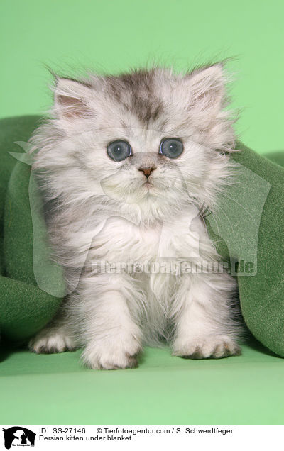 Perser Ktzchen unter Decke / Persian kitten under blanket / SS-27146
