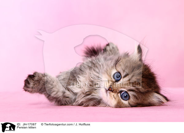 Persian kitten / JH-17087