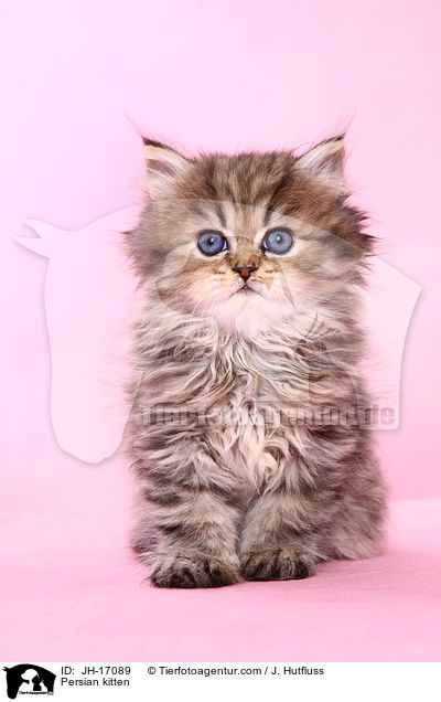 Persian kitten / JH-17089