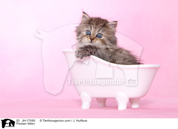 Persian kitten / JH-17090