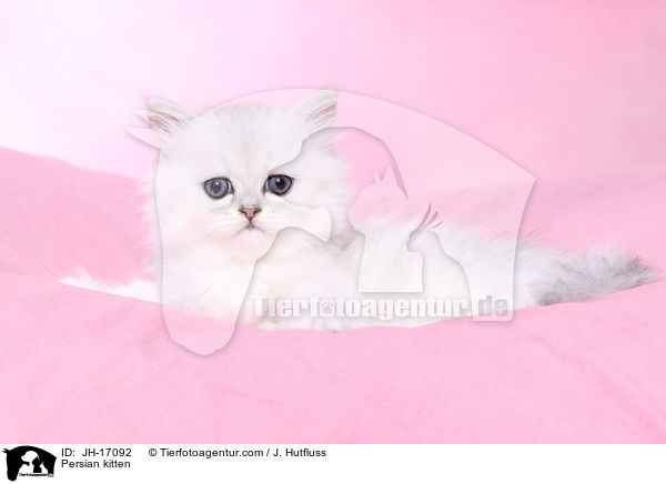 Persian kitten / JH-17092