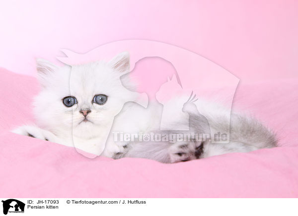 Persian kitten / JH-17093