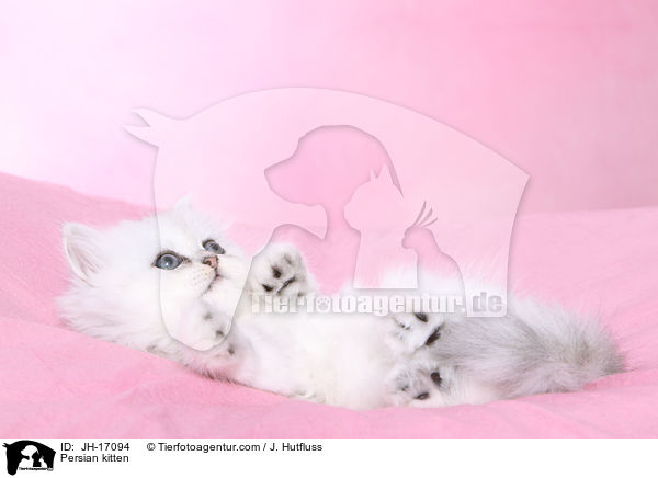 Persian kitten / JH-17094
