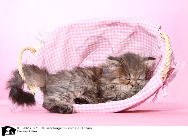 Persian kitten / JH-17097