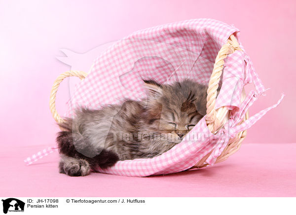 Persian kitten / JH-17098