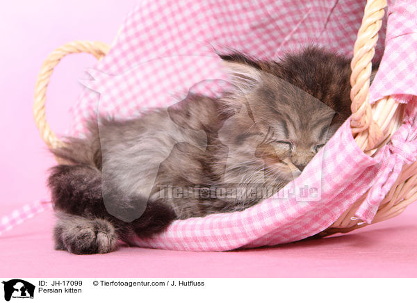 Persian kitten / JH-17099