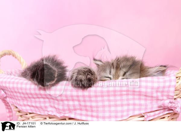 Persian kitten / JH-17101
