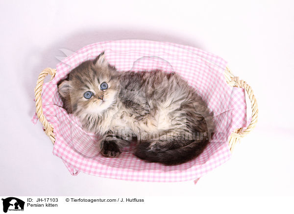 Persian kitten / JH-17103