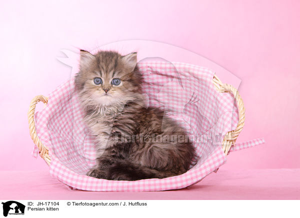 Persian kitten / JH-17104