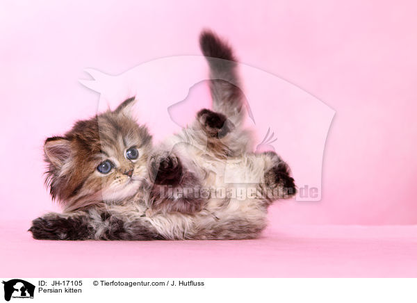 Persian kitten / JH-17105