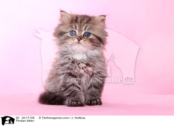 Persian kitten / JH-17108