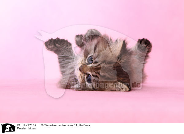 Persian kitten / JH-17109