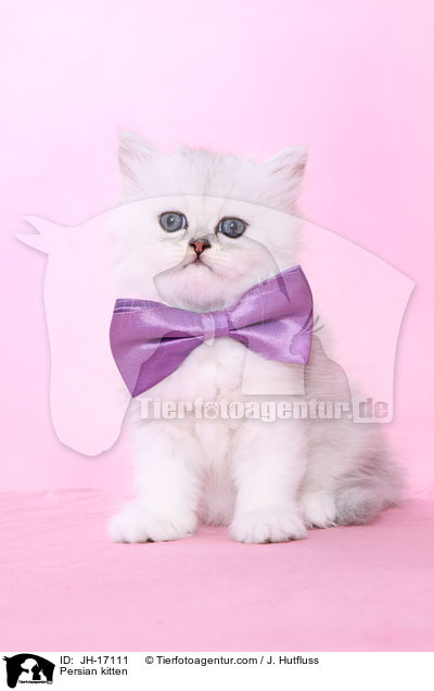 Persian kitten / JH-17111