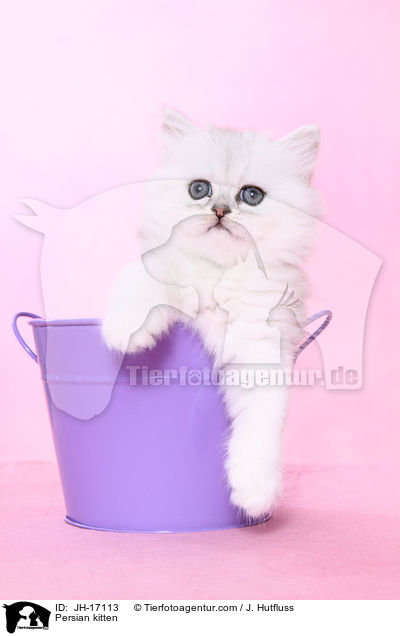 Persian kitten / JH-17113