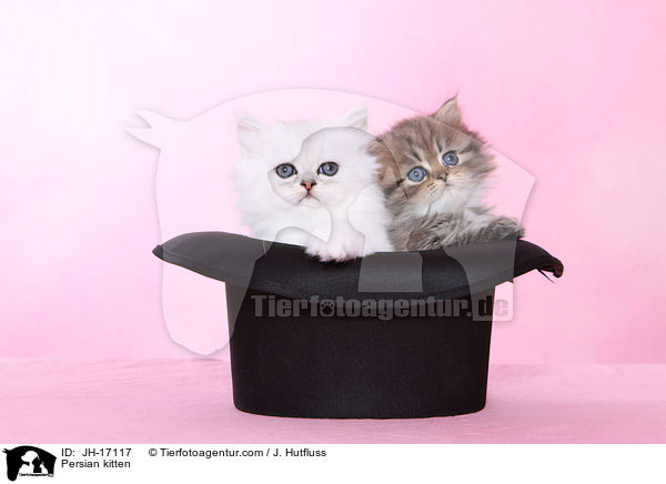 Persian kitten / JH-17117