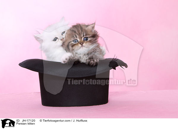 Persian kitten / JH-17120
