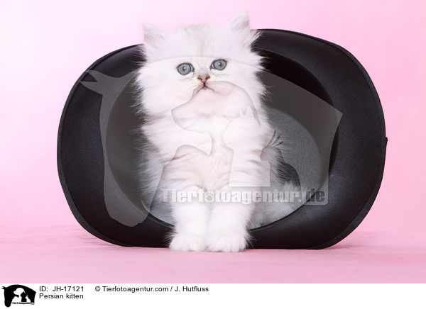 Persian kitten / JH-17121