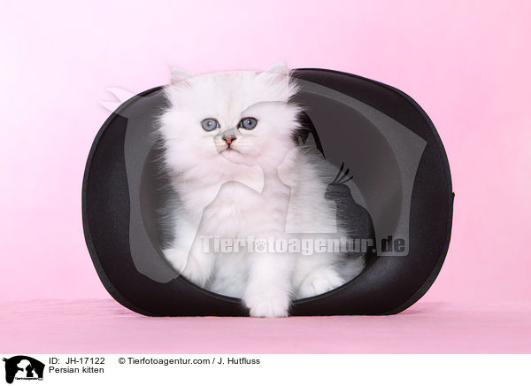 Persian kitten / JH-17122
