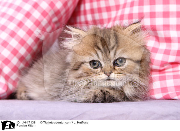 Persian kitten / JH-17138