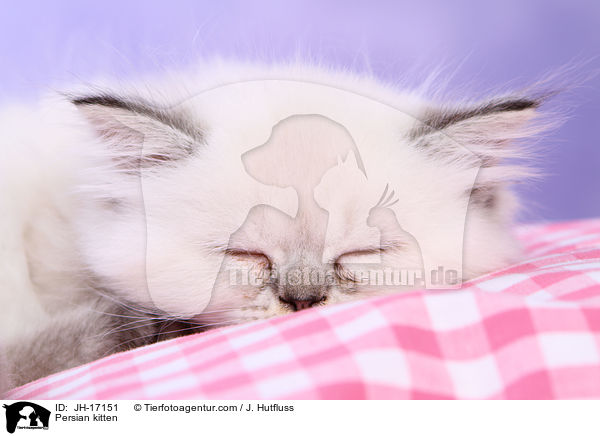 Persian kitten / JH-17151