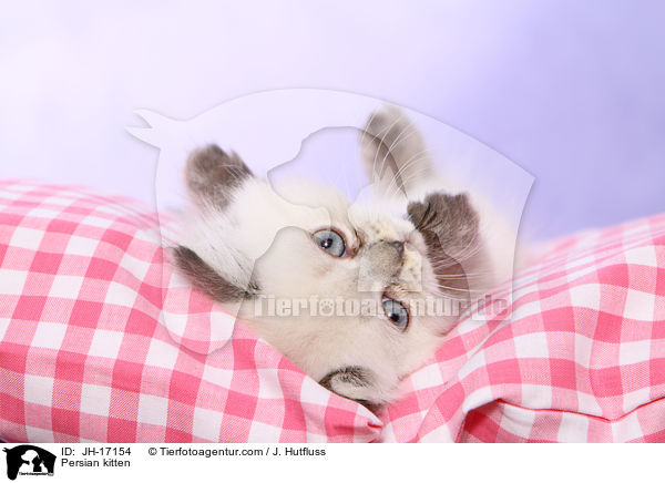 Persian kitten / JH-17154