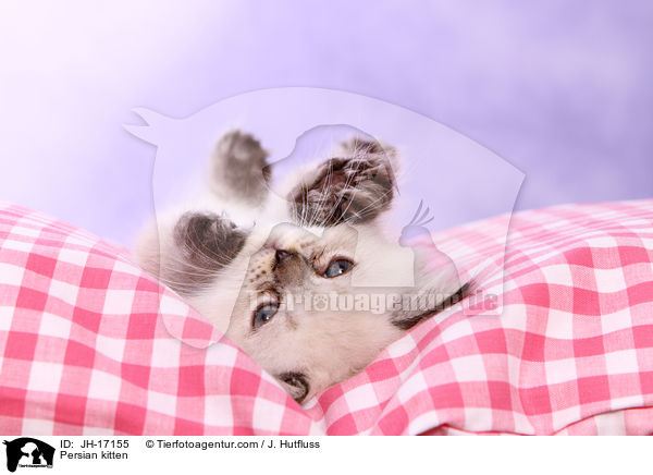 Persian kitten / JH-17155