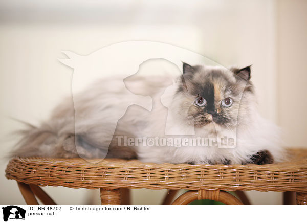 persian cat / RR-48707