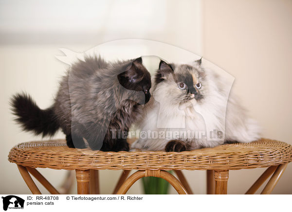 persian cats / RR-48708