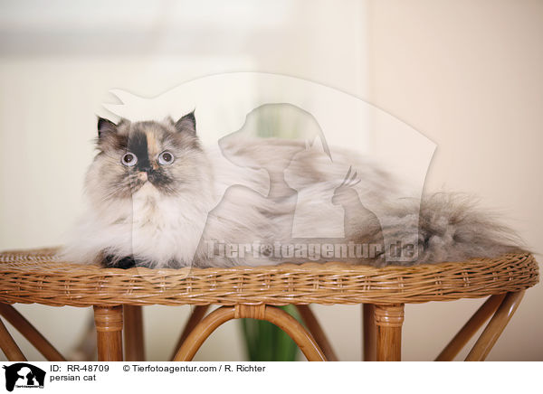 persian cat / RR-48709