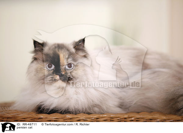 persian cat / RR-48711