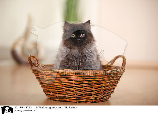 young persian cat / RR-48713