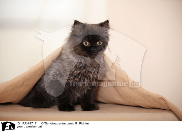 young persian cat / RR-48717