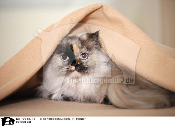 persian cat / RR-48718