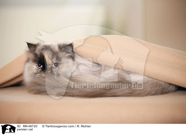 persian cat / RR-48720