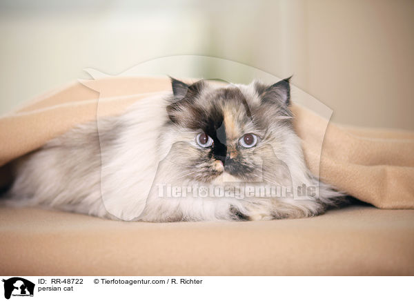 persian cat / RR-48722